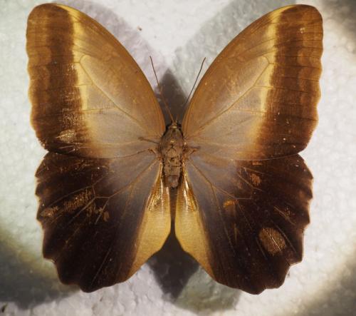 Réf. 287 569 : Caligo teucer